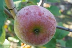 Russinka Malus Domestica `Russinka´ 9 Russinka Malus Domestica `Russinka´ -Premium-Pflanzenauswahl-Shop Russinka3