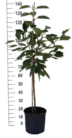 Große Prinzessin / Napoleon Prunus Avium `Große Prinzessin´ -Premium-Pflanzenauswahl-Shop S sskirsche Beispiel Buschbaum24jaDp4J8g22S