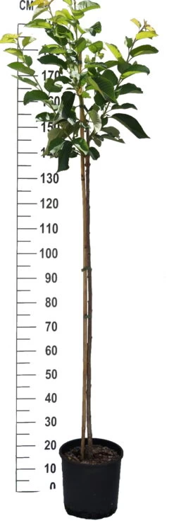 Große Prinzessin / Napoleon Prunus Avium `Große Prinzessin´ -Premium-Pflanzenauswahl-Shop S sskirsche Beispiel Halbstamm97whRy8s072Fz