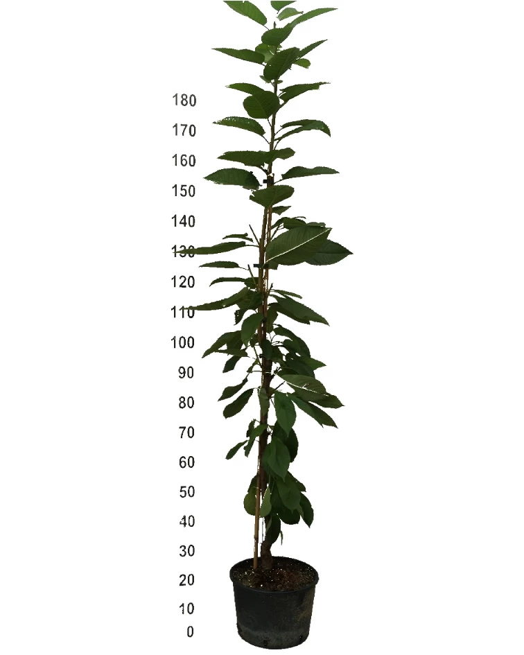 Säulenkirsche `Helene ®´ (zweijährig) 160-180cm Prunus Avium `Helene´ 4 Säulenkirsche `Helene ®´ (zweijährig) 160-180cm Prunus Avium `Helene´ – Bild 2