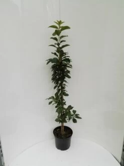 Säulensauerkirsche `Jachim´ Prunus Cerasus `Jachim´ -Premium-Pflanzenauswahl-Shop S ulensauerkirsche