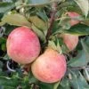 Zwergapfel Maloni® `Sally´® Malus Domestica `Sally´ -Premium-Pflanzenauswahl-Shop Sally Frucht