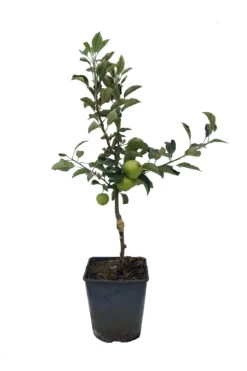Zwergapfel Maloni® `Sally´® Malus Domestica `Sally´ -Premium-Pflanzenauswahl-Shop Sally Zwergapfel weiss