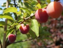 Santa Rosa Japanische Pflaume Prunus Salicina `Santa Rosa´ -Premium-Pflanzenauswahl-Shop Santa Rosa Frucht im Juli