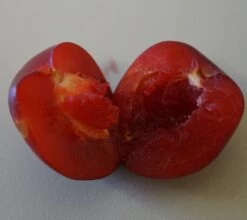 Santa Rosa Japanische Pflaume Prunus Salicina `Santa Rosa´ -Premium-Pflanzenauswahl-Shop Santa rosa fruchtfleisch