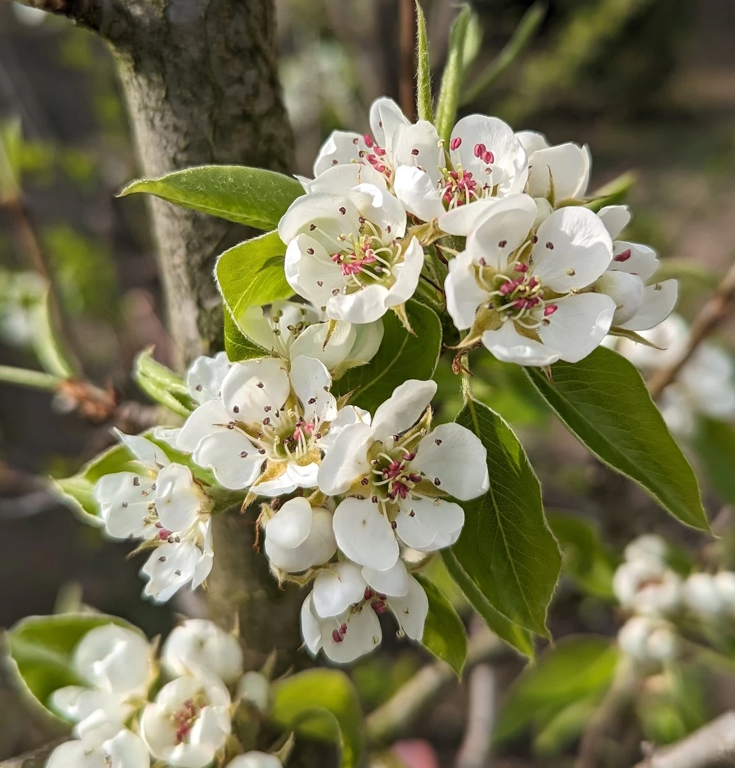 Säulenbirne `Saphira´ 150-175cm (zweijährig) Pyrus Communis `Saphira´ 4 Säulenbirne `Saphira´ 150-175cm (zweijährig) Pyrus Communis `Saphira´ – Bild 2