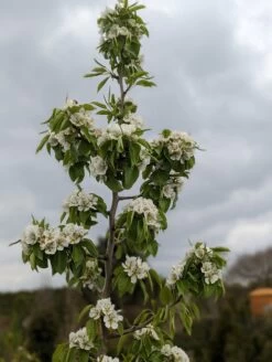 Säulenbirne `Saphira´ 150-175cm (zweijährig) Pyrus Communis `Saphira´ 7 Säulenbirne `Saphira´ 150-175cm (zweijährig) Pyrus Communis `Saphira´ -Premium-Pflanzenauswahl-Shop Saphira Bl te2