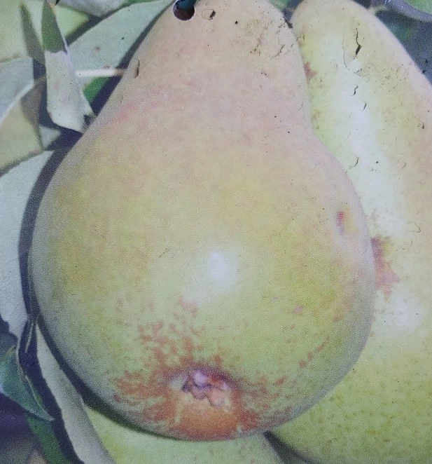 Säulenbirne `Saphira´ 150-175cm (zweijährig) Pyrus Communis `Saphira´ 3 Säulenbirne `Saphira´ 150-175cm (zweijährig) Pyrus Communis `Saphira´