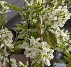 Saskatoon Berry Amelanchier Alnifolia `Saskatoon Berry´ -Premium-Pflanzenauswahl-Shop Saskatoon berry Bl te