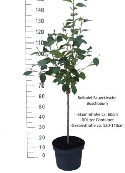 Morina ® Prunus Cerasus `Morina´ 10 Morina ® Prunus Cerasus `Morina´ -Premium-Pflanzenauswahl-Shop Sauerkirsche Beispiel BuschbaumYjNYLonsi0Lhl