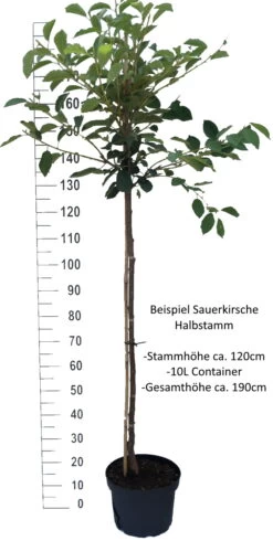 Achat Ⓢ Prunus Cerasus `Achat´ -Premium-Pflanzenauswahl-Shop Sauerkirsche Beispiel HalbstammSphsrgK2BLwq4