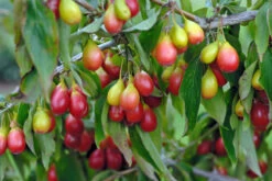 Premium-Pflanzenauswahl-Shop -Premium-Pflanzenauswahl-Shop Sch nbrunner Gourmet Dirndl