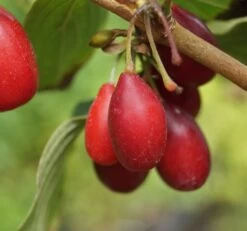 Großfrüchtige Kornelkirsche `Schönbrunner Gourmet Dirndl´ Cornus Mas `Schönbrunner Gourmetdirndl´ 11 Großfrüchtige Kornelkirsche `Schönbrunner Gourmet Dirndl´ Cornus Mas `Schönbrunner Gourmetdirndl´ -Premium-Pflanzenauswahl-Shop Sch nbrunner2