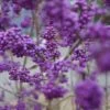 Schönfrucht, Liebesperlenstrauch Callicarpa Bodinieri `Profusion´ -Premium-Pflanzenauswahl-Shop Sch nfrucht Liebesperlenstrauch 22