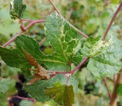 Porzellanbeere / Scheinrebe `Elegans´ Ampelopsis Brevipedunculata `Elegans´ 7 Porzellanbeere / Scheinrebe `Elegans´ Ampelopsis Brevipedunculata `Elegans´ -Premium-Pflanzenauswahl-Shop Scheinrebe Amelopsis