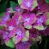 Bauern-Hortensie `Schloss Wackerbarth´ Hydrangea Macrophylla `Schloss Wackerbarth´ -Premium-Pflanzenauswahl-Shop Schloss Wackerbarth 1