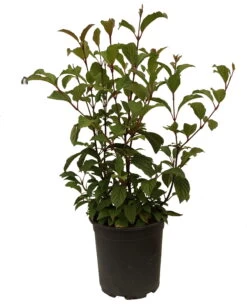 Duftender Winterschneeball `Dawn´ Viburnum Bodnantense `Dawn´ 13 Duftender Winterschneeball `Dawn´ Viburnum Bodnantense `Dawn´ -Premium-Pflanzenauswahl-Shop Schneeball Dawn weiss