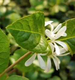 Schneeflockenstrauch Chionanthus Retusus 7 Schneeflockenstrauch Chionanthus Retusus -Premium-Pflanzenauswahl-Shop Schneeflockenstrauch1
