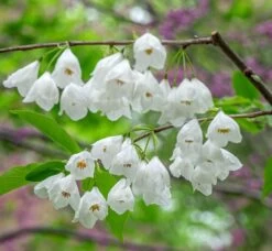 Schneeglöckchenbaum Halesia Carolina