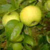 Gelber Edelapfel Malus Domestica -Premium-Pflanzenauswahl-Shop Seesterm hler Zitronenapfel8