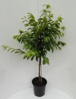 Shiro Japanische Pflaume Prunus Salicina `Shiro´ -Premium-Pflanzenauswahl-Shop Shiro