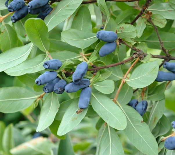 Sibirische Blaubeere / Maibeere Lonicera Kamtschatica 3 Sibirische Blaubeere / Maibeere Lonicera Kamtschatica