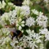 Sieben-Söhne-des-Himmels-Strauch Heptacodium Miconioides -Premium-Pflanzenauswahl-Shop Sieben S hne mit Hummel