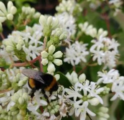 Sieben-Söhne-des-Himmels-Strauch Heptacodium Miconioides