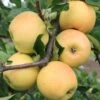 Sirius Ⓢ Malus Domestica `Sirius´ -Premium-Pflanzenauswahl-Shop Sirius1