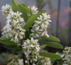Felsenbirne Smoky Amelanchier Alnifolia Smoky 7 Felsenbirne Smoky Amelanchier Alnifolia Smoky -Premium-Pflanzenauswahl-Shop Smokey felsenbirne