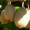 Kiwi Solo (selbstfruchtbar) Actinidia Chinensis `Solo´ -Premium-Pflanzenauswahl-Shop Solo