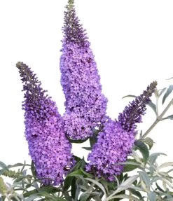 Schmetterlingsflieder Butterfly Candy® (versch. Farben) Buddleja Davidii -Premium-Pflanzenauswahl-Shop Sommerflieder lila blau