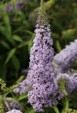Schmetterlingsflieder Butterfly Candy® (versch. Farben) Buddleja Davidii -Premium-Pflanzenauswahl-Shop Sommerflieder lila weiss