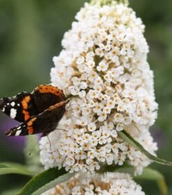 Schmetterlingsflieder Butterfly Candy® (versch. Farben) Buddleja Davidii -Premium-Pflanzenauswahl-Shop Sommerflieder weiss1
