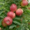 Säulenapfel `SonateⓈ´ Malus Domestica `Sonate´ -Premium-Pflanzenauswahl-Shop Sonate