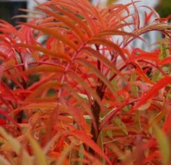 Eberesche `Dodong´ Sorbus Conmixta `Dodong´ 7 Eberesche `Dodong´ Sorbus Conmixta `Dodong´ -Premium-Pflanzenauswahl-Shop Sorbus Dodong4