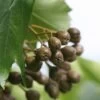 Elsbeere Sorbus Torminalis -Premium-Pflanzenauswahl-Shop Sorbus torminalis 3
