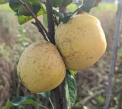 Spanischer Krautapfel Malus Domestica `Spanischer Krautapfel´ 7 Spanischer Krautapfel Malus Domestica `Spanischer Krautapfel´ -Premium-Pflanzenauswahl-Shop Spanischer Krautapfel1