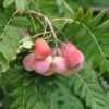 Speierling Sorbus Domestica 1 Speierling Sorbus Domestica -Premium-Pflanzenauswahl-Shop SpeierlingtHoP7oi6RjdJ1