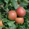 Säulenapfel Spurkoop Malus Domestica `Spurkoop´ -Premium-Pflanzenauswahl-Shop SpurkoopFY2pp5KkZKmfy