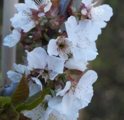 Stella - Selbstfruchtbar Prunus Avium `Stella´ -Premium-Pflanzenauswahl-Shop Stella Bl te