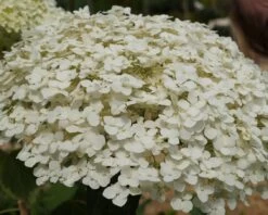 Garten-Hortensie `Incrediball®´ Hydrangea Arborescens 11 Garten-Hortensie `Incrediball®´ Hydrangea Arborescens -Premium-Pflanzenauswahl-Shop Strong anabelle1