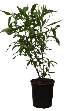 Sommerglocke / Baumoleander `Summer Bells´ Chitalpa Tashkentensis `Summer Bells´ -Premium-Pflanzenauswahl-Shop Summer bells