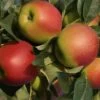 Säulenapfel SummertimeⓈ Malus Domestica `Summertime´ -Premium-Pflanzenauswahl-Shop Summertime02 2