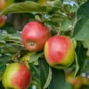 Säulenapfel `Suncats´ Malus Domestica -Premium-Pflanzenauswahl-Shop SuncatsC9f4UxTdKcoMA