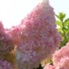 Kompakte Rispenhortensie `Sundae Fraise´ Hydrangea Paniculata `Sundae Fraise´ -Premium-Pflanzenauswahl-Shop Sundae Fraise13oEjyJ3xi4YNJ