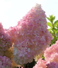 Neu eingetroffen 1 Kompakte Rispenhortensie `Sundae Fraise´ Hydrangea Paniculata `Sundae Fraise´