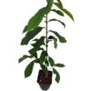 Veredelte Indianerbanane `Sunflower´ Asimina Triloba `Sunflower´ 1 Veredelte Indianerbanane `Sunflower´ Asimina Triloba `Sunflower´ -Premium-Pflanzenauswahl-Shop Sunflower