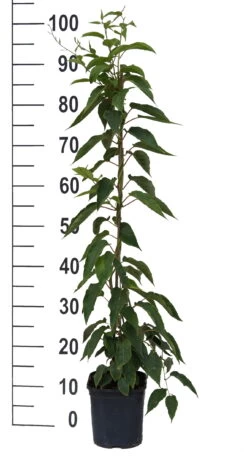 Bayernkiwi 3er-Set Mit Großfrüchtigen Sorten Actinidia Arguta -Premium-Pflanzenauswahl-Shop Super Jumbo weissFvoRaFC425vl0