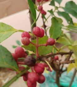 Szechuan Pfeffer Zanthoxylum Simulans -Premium-Pflanzenauswahl-Shop Szechuan Pfeffer